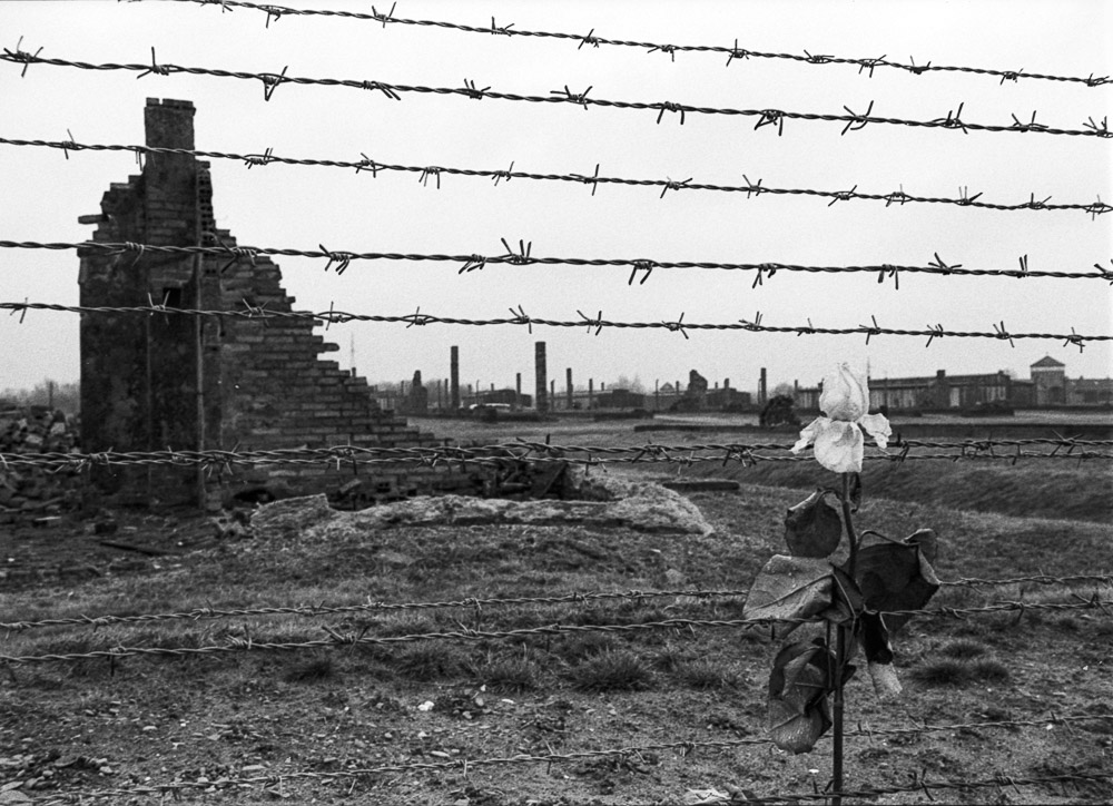 51-Fiore di Birkenau